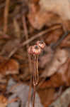 Pipsissewa <BR>Spotted wintergreen